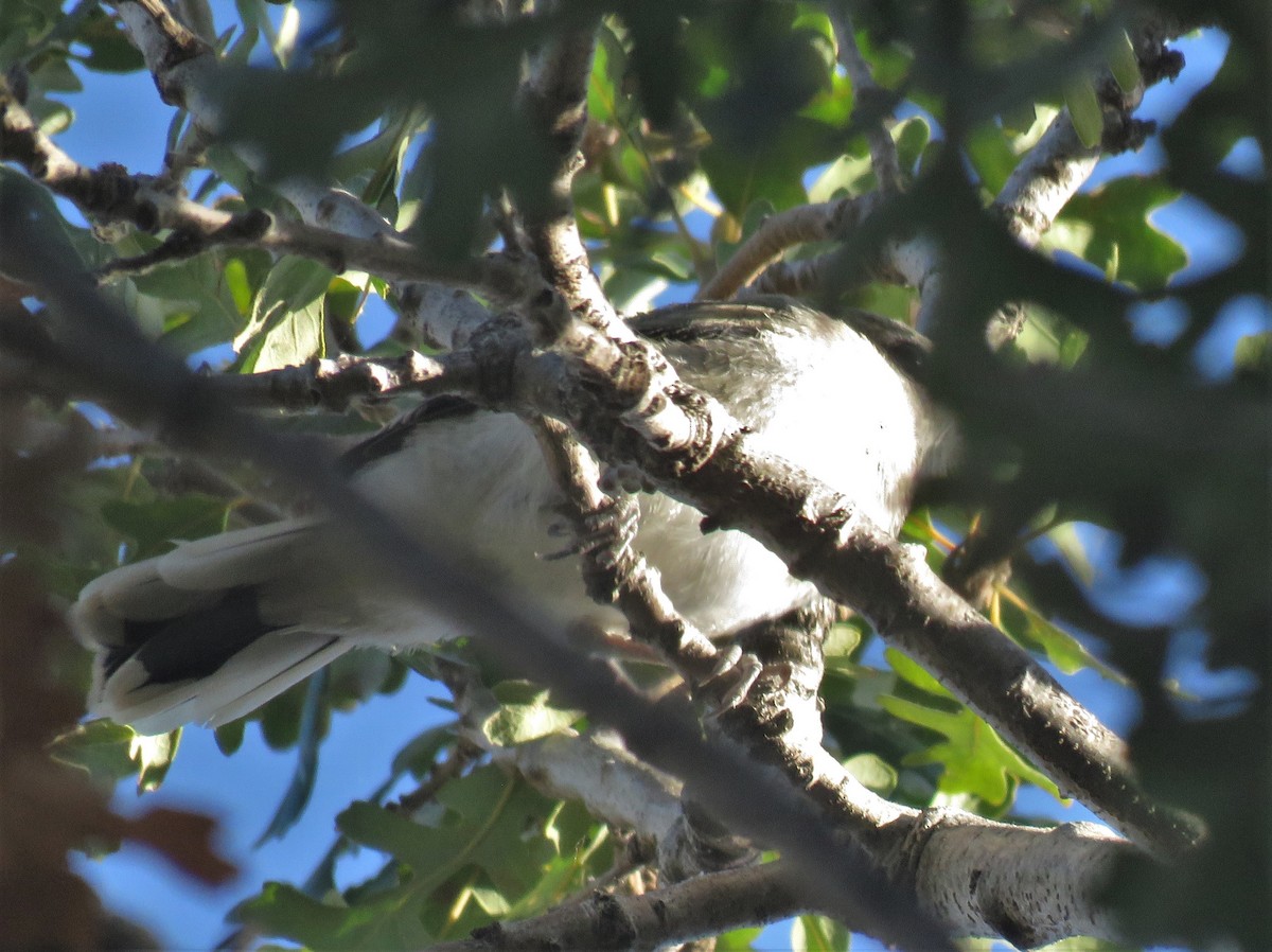 ťuhýk americký - ML646356977