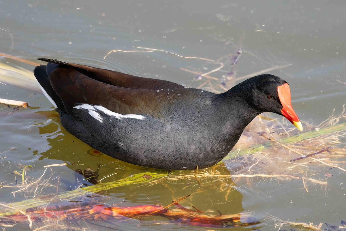 slípka americká - ML646356978