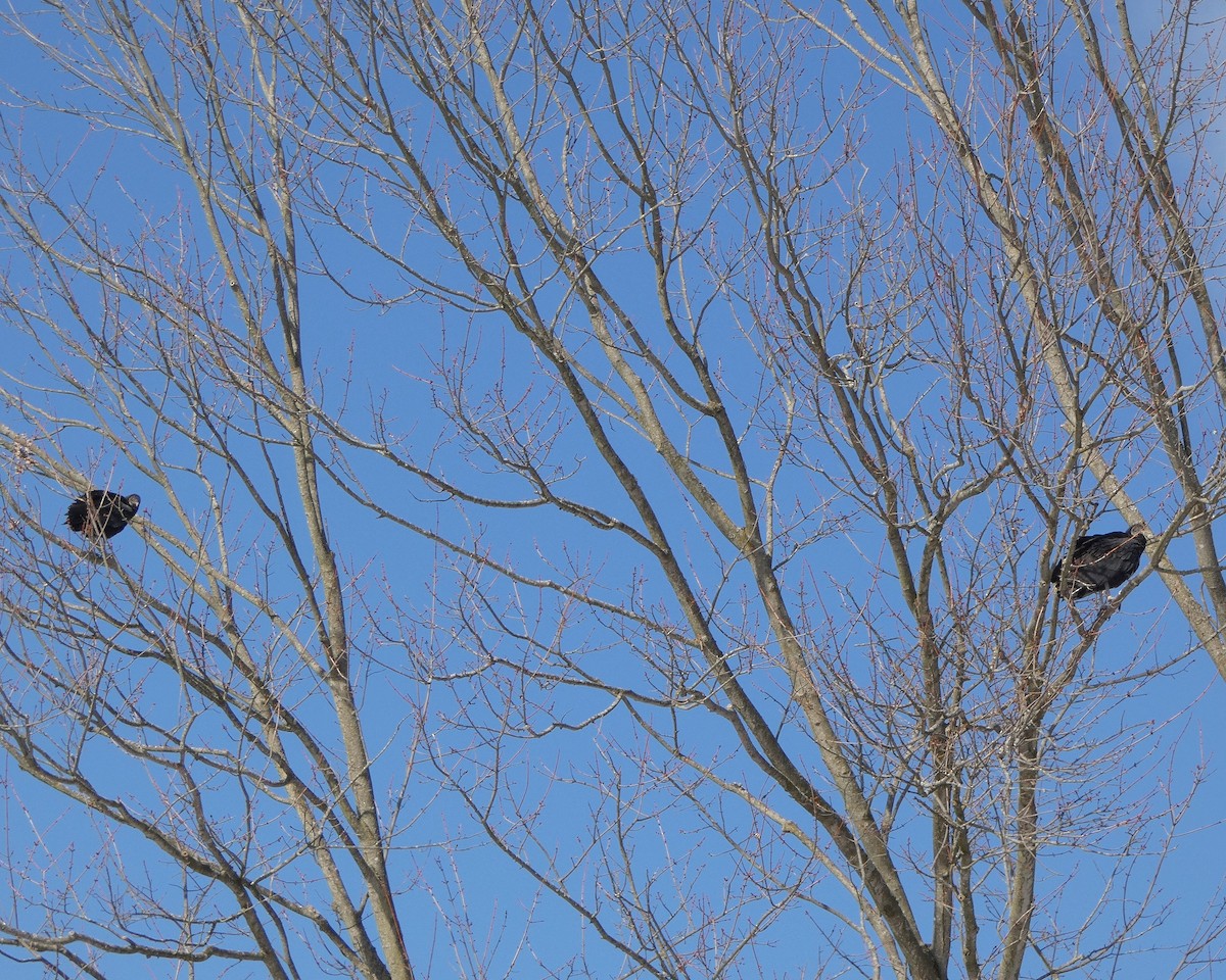 Black Vulture - ML646356980