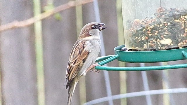 Etxe-txolarrea - ML646356985