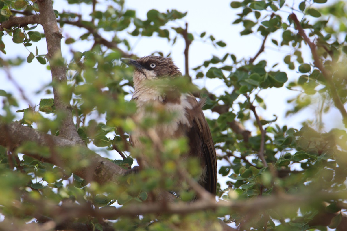 Northern Pied-Babbler - ML646356987