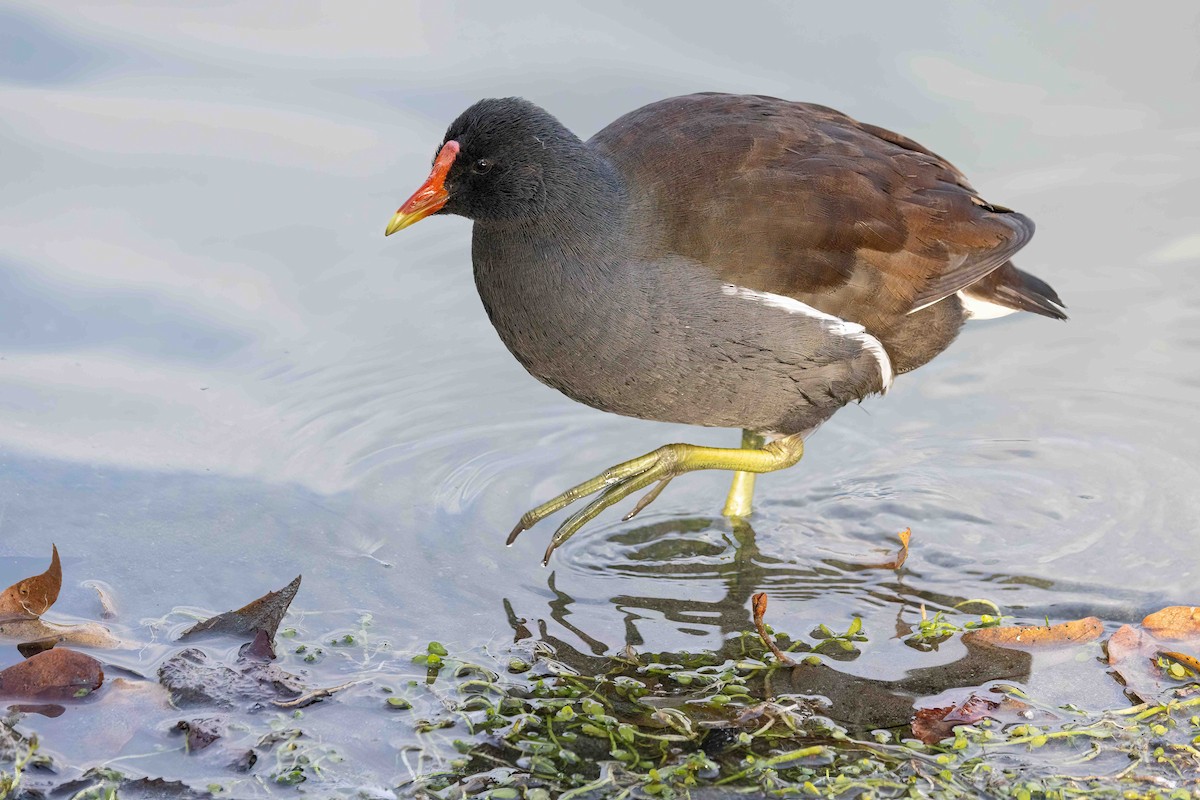 slípka americká - ML646356988