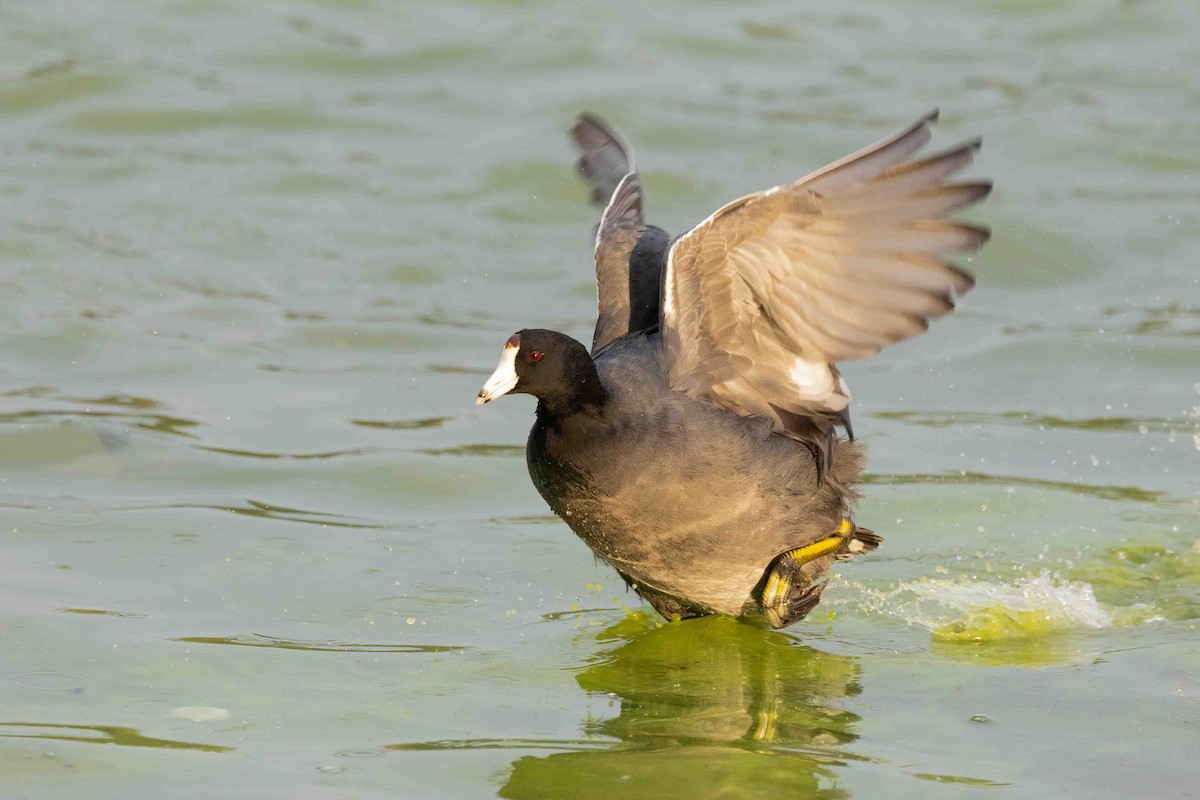 American Coot - ML646356995