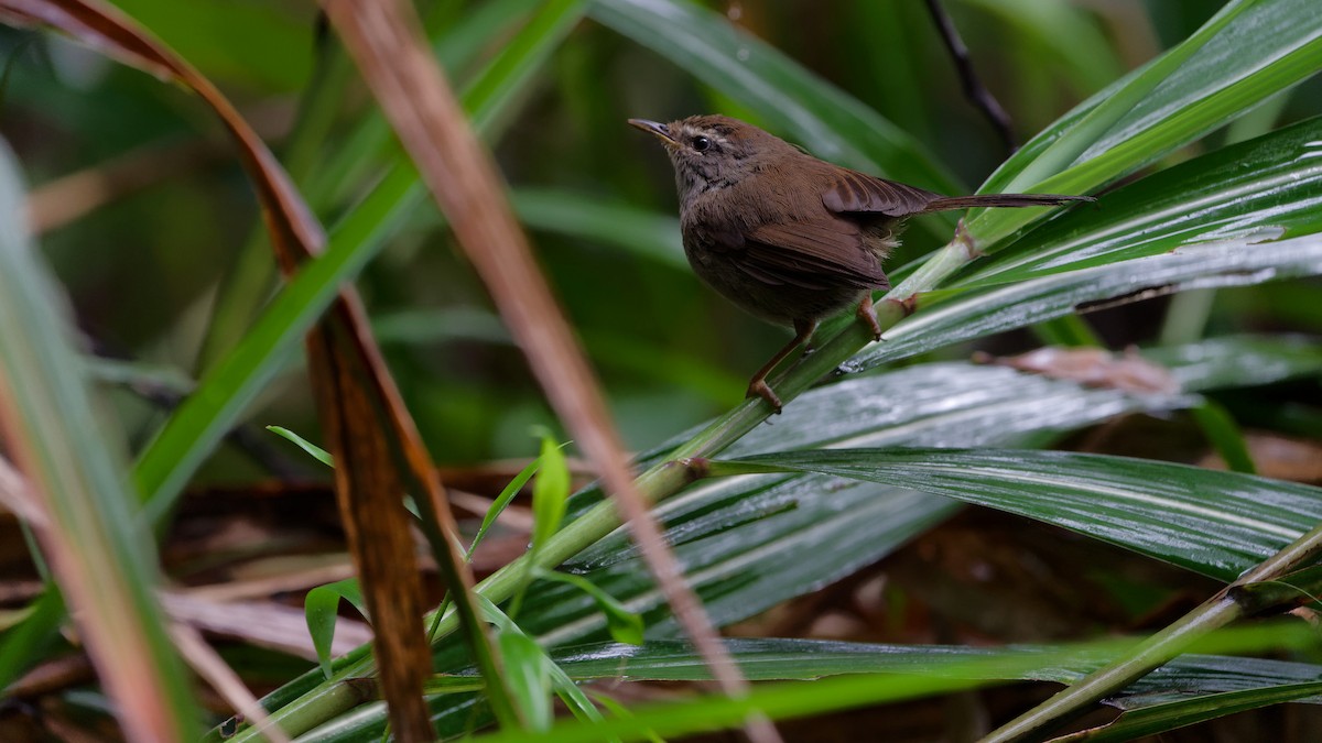 Aberrant Bush Warbler (Sunda) - ML646356996