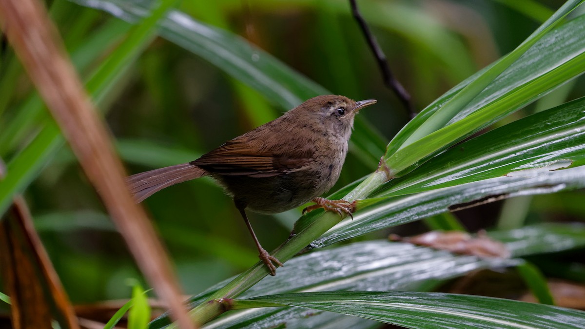 Aberrant Bush Warbler (Sunda) - ML646356997
