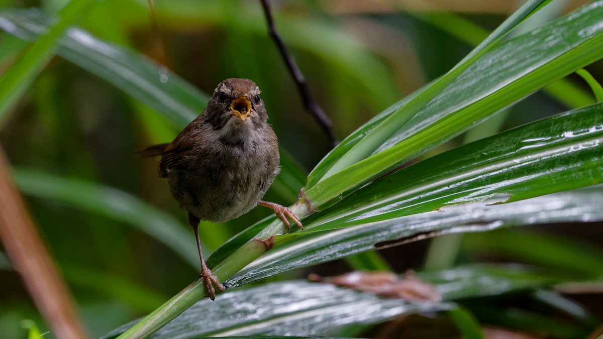 Aberrant Bush Warbler (Sunda) - ML646356998