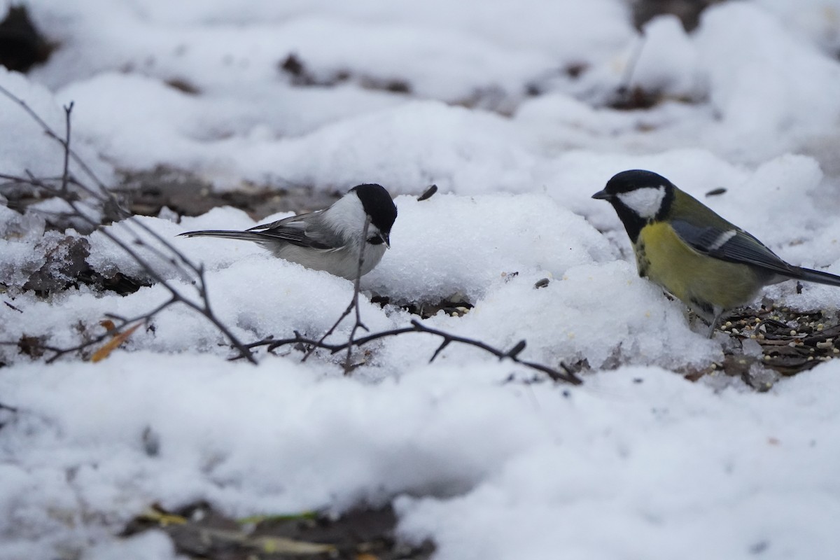 Great Tit - ML646357001