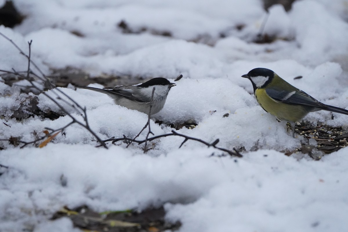 Great Tit - ML646357002