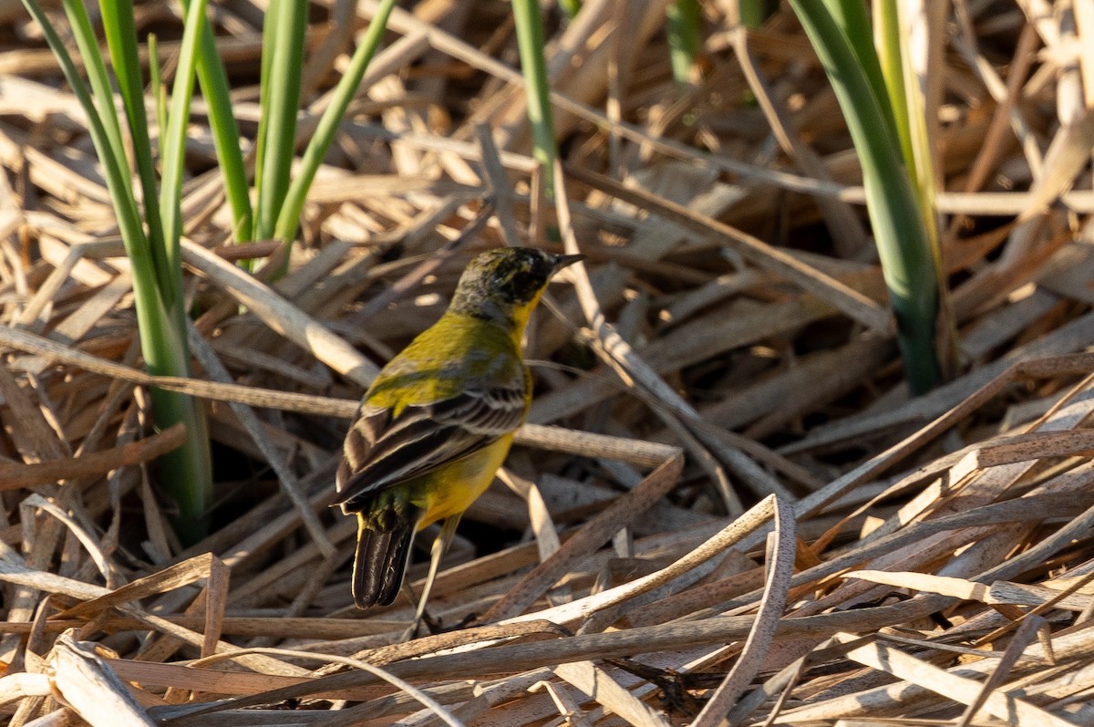 Western Yellow Wagtail (feldegg) - ML646357004