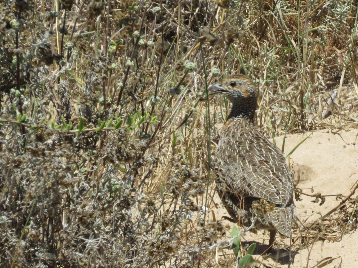 Gray-winged Francolin - ML646357007