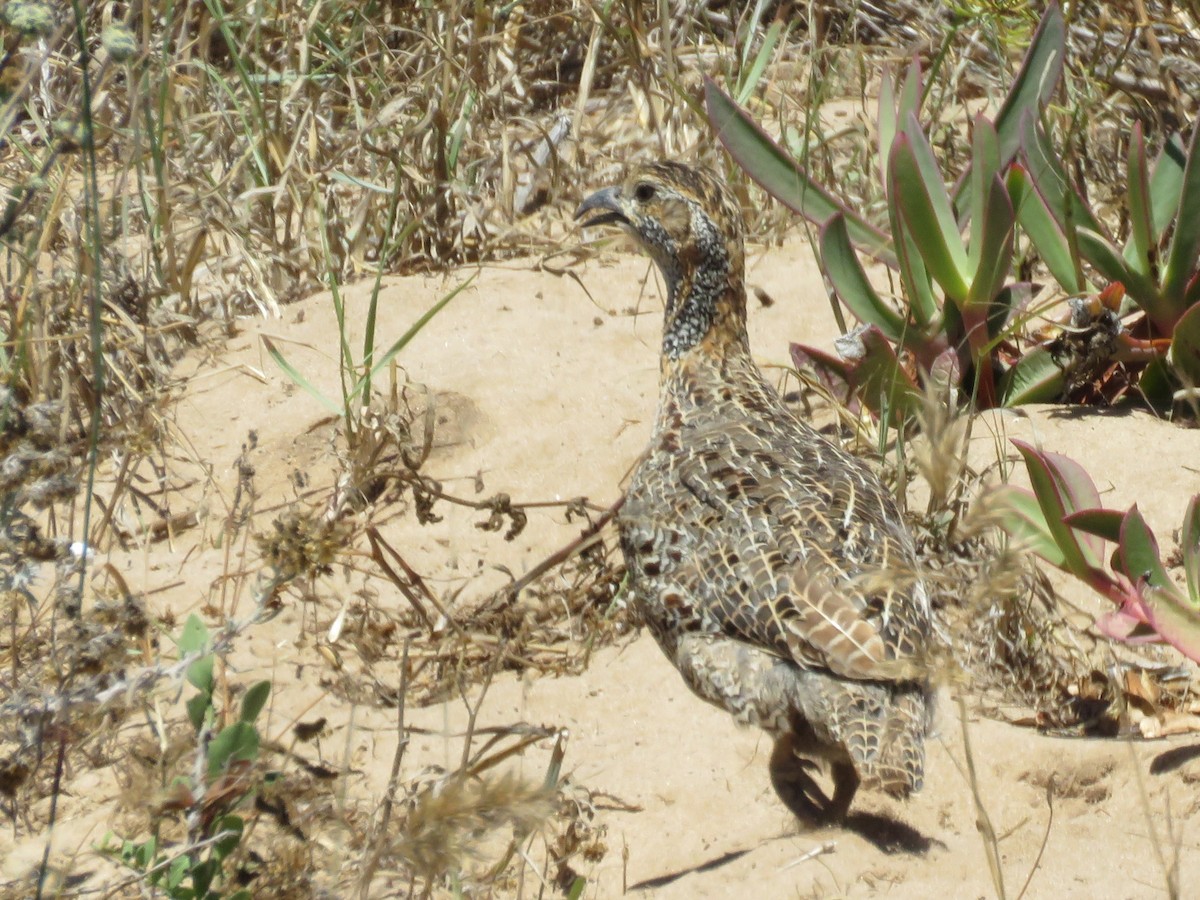 Gray-winged Francolin - ML646357009
