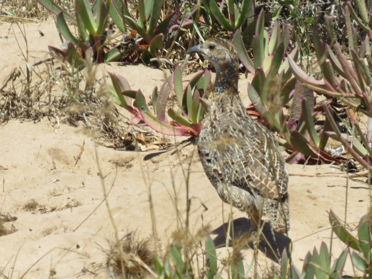 Gray-winged Francolin - ML646357010
