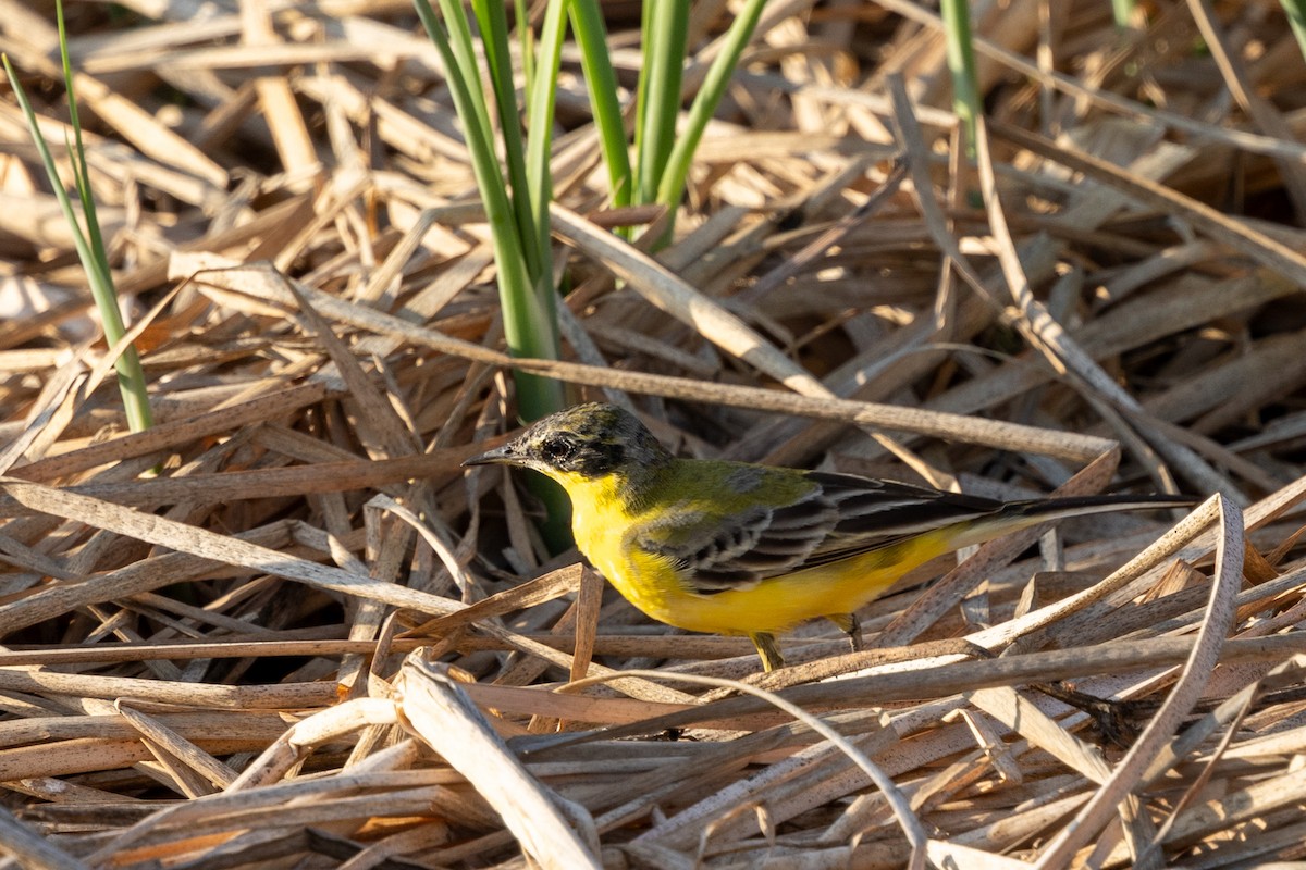 Western Yellow Wagtail (feldegg) - ML646357013