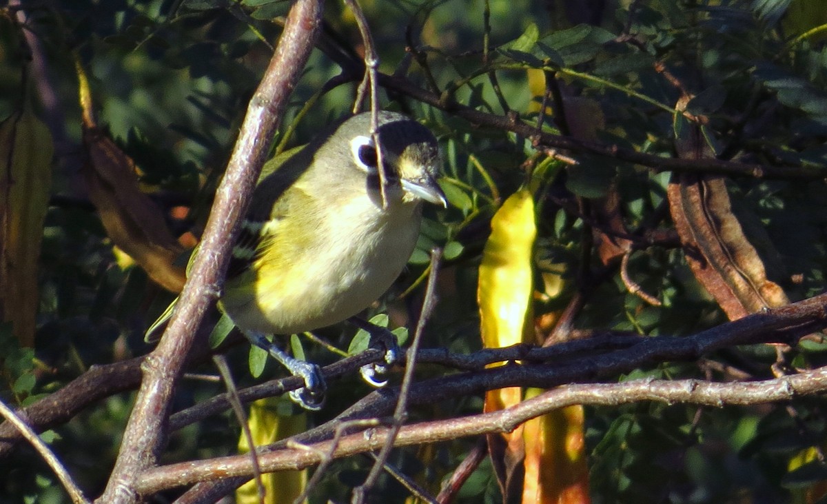 Blue-headed Vireo - ML646357014
