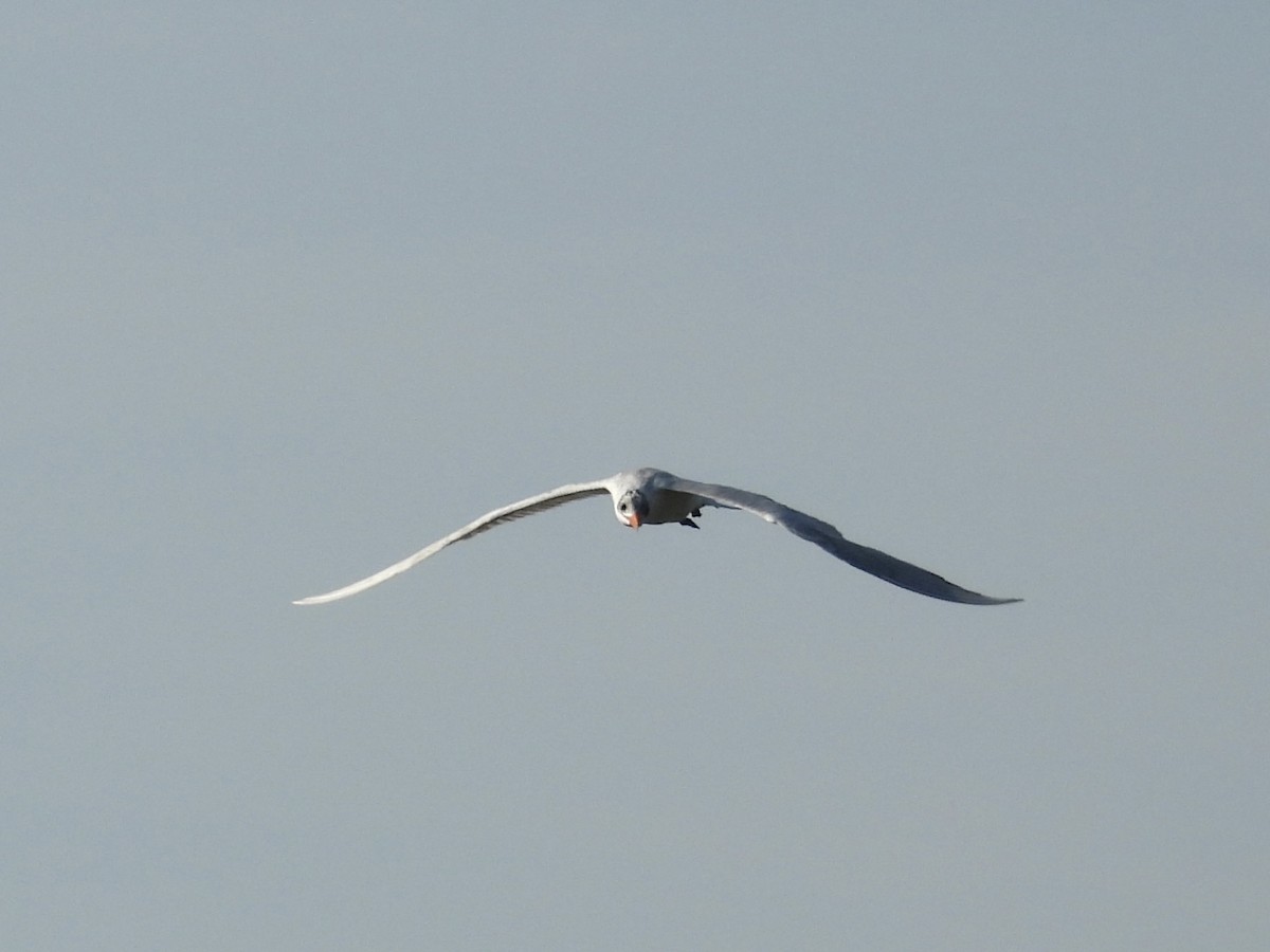Caspian Tern - ML646357015