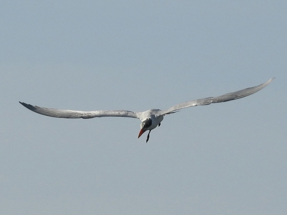 Caspian Tern - ML646357016