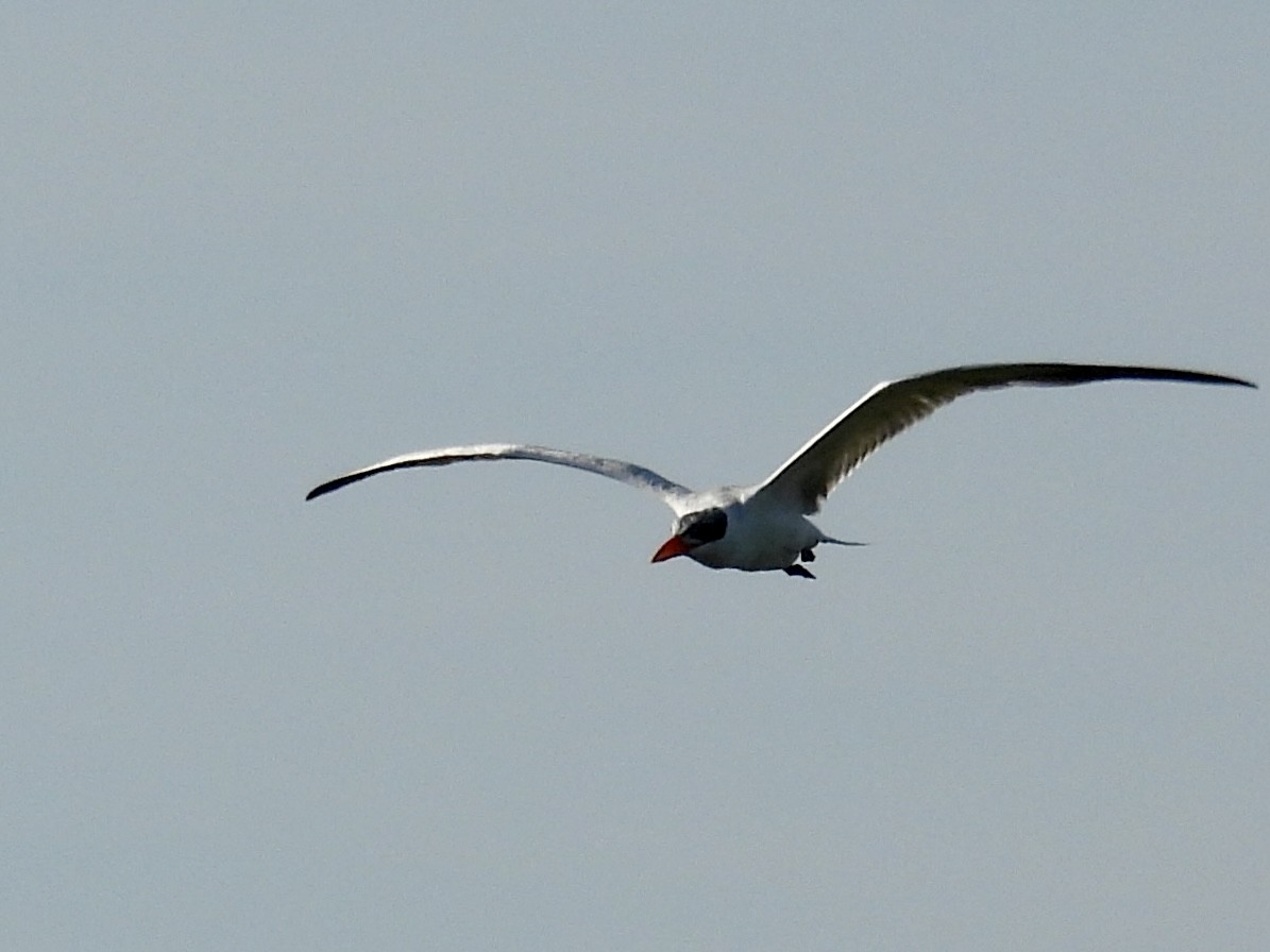 Caspian Tern - ML646357017