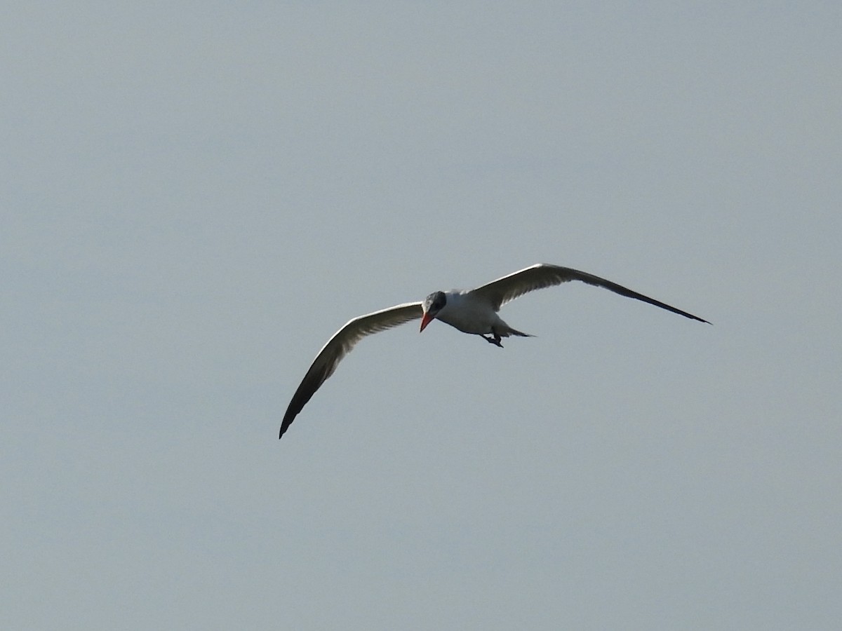 Caspian Tern - ML646357018