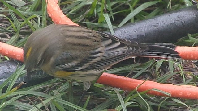 Yellow-rumped Warbler (Myrtle) - ML646357023