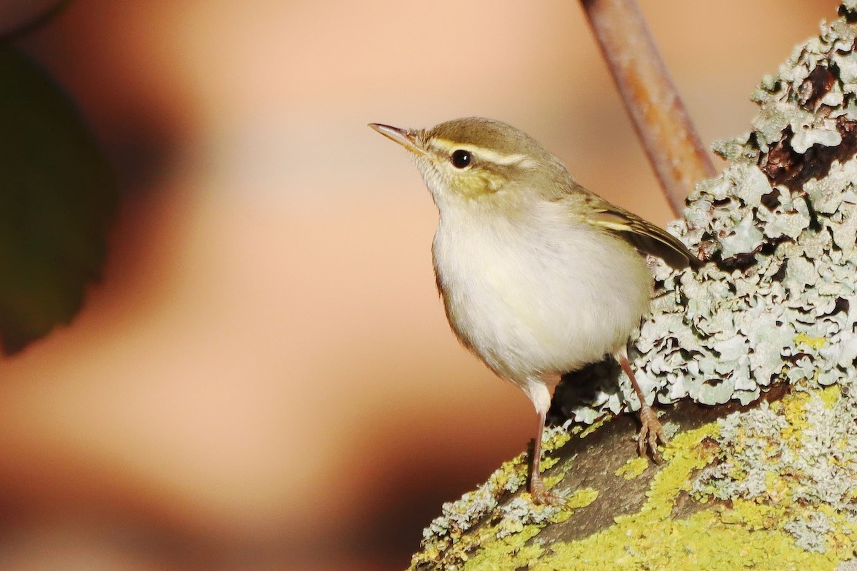 Arctic Warbler - ML646357026