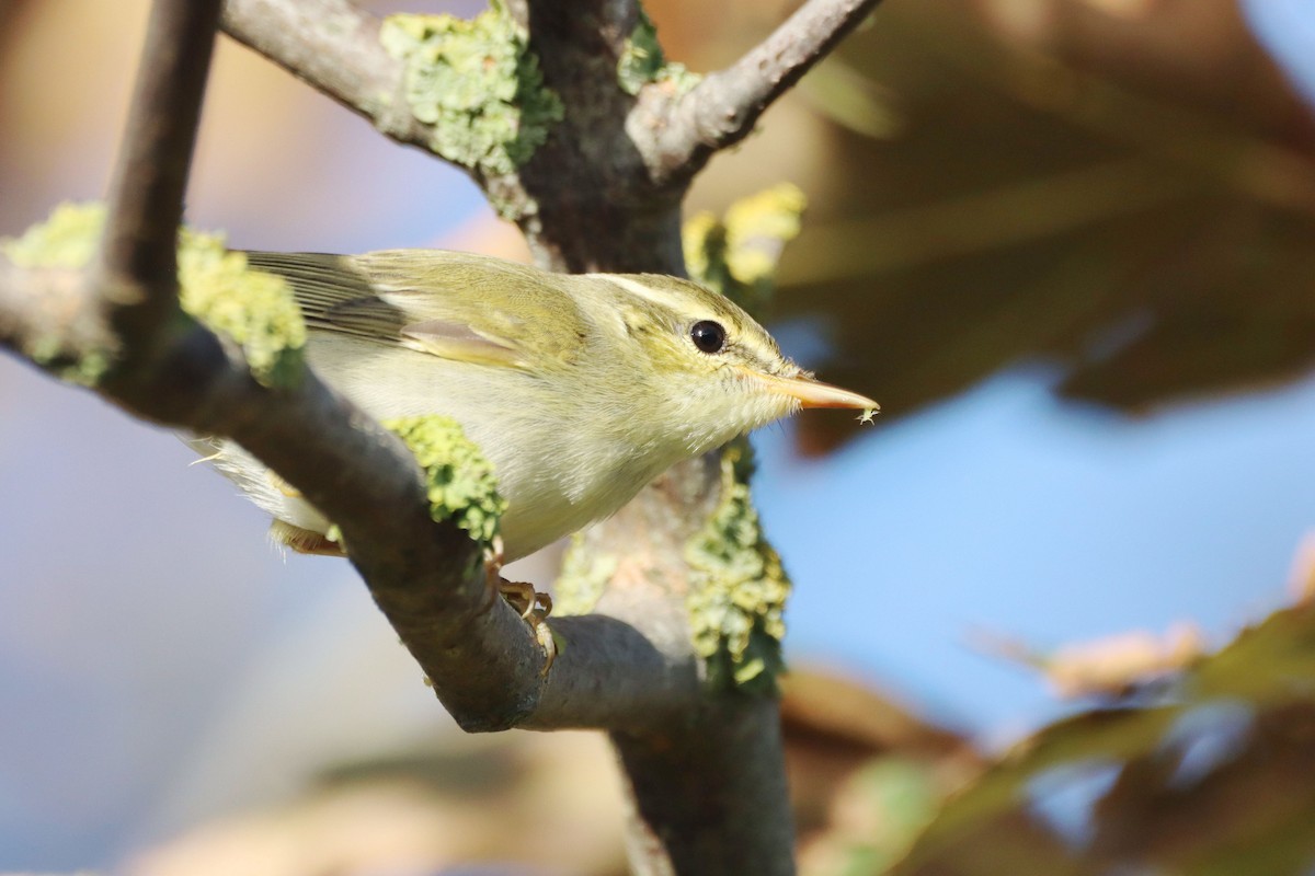 Arctic Warbler - ML646357027