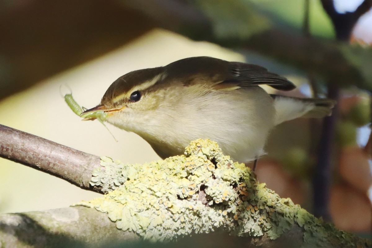 Arctic Warbler - ML646357028