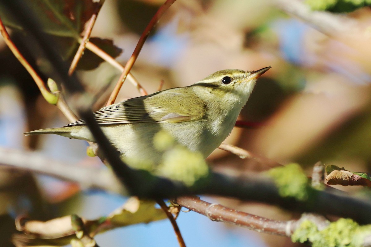 Arctic Warbler - ML646357029