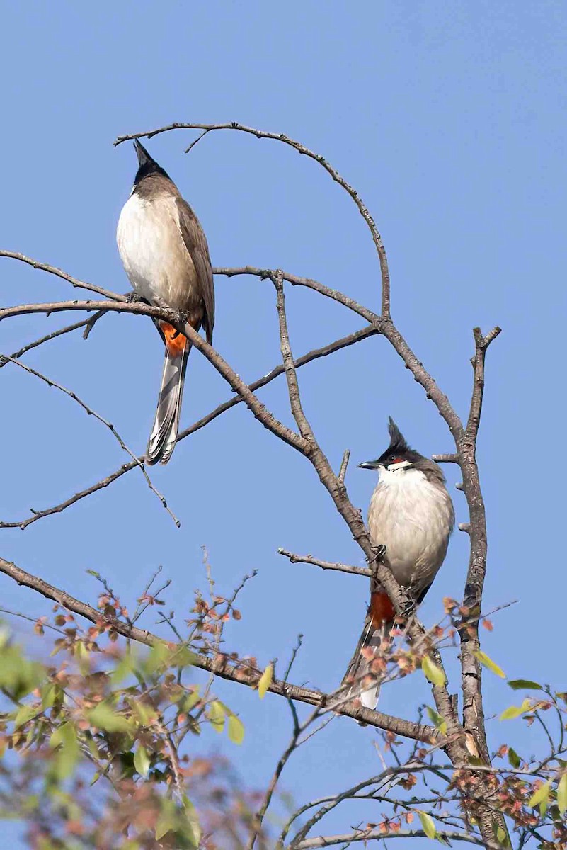 Red-whiskered Bulbul - ML646357032