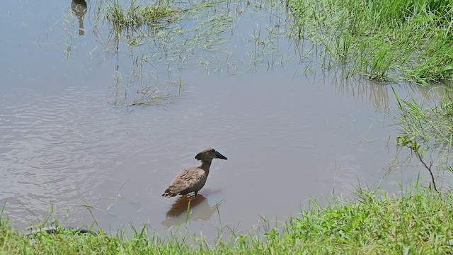 Avemartillo - ML646357037