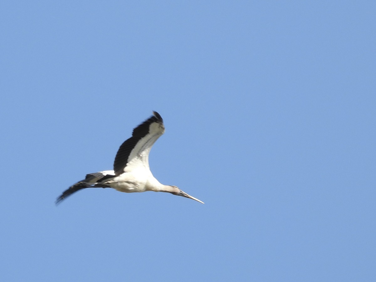 Wood Stork - ML646357038