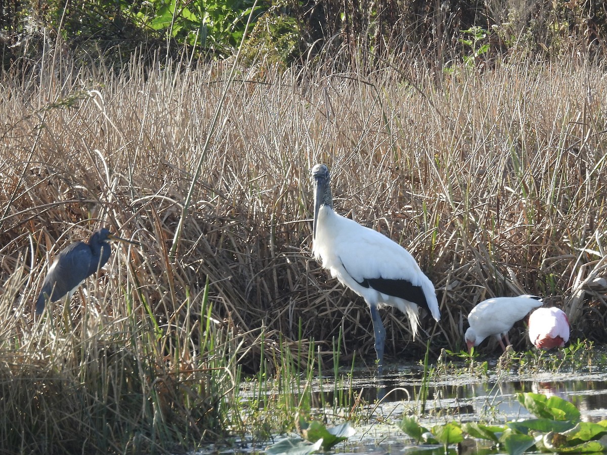 Wood Stork - ML646357039