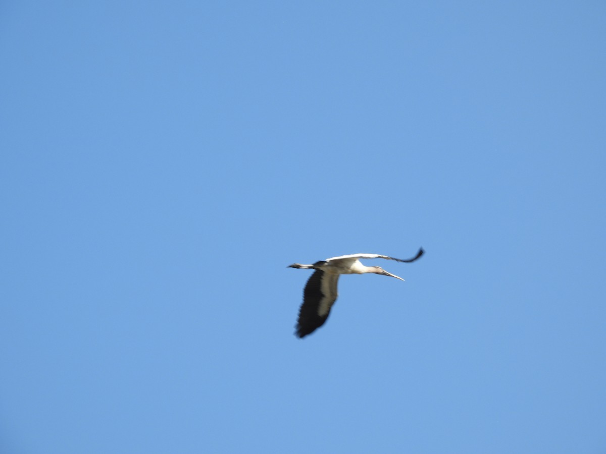 Wood Stork - ML646357040