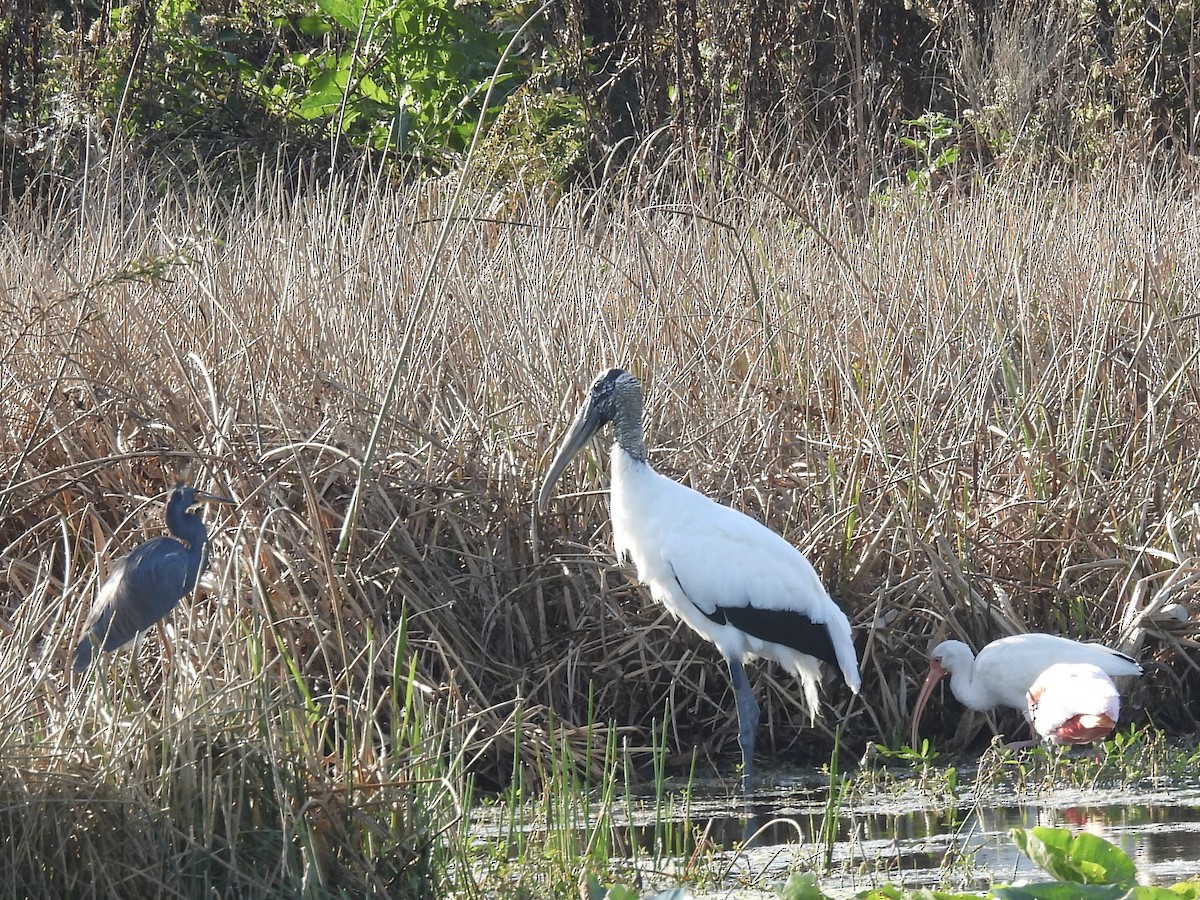 Wood Stork - ML646357046