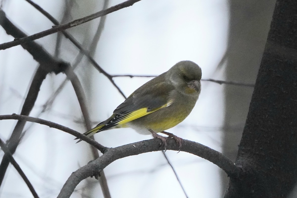 European Greenfinch - ML646357051