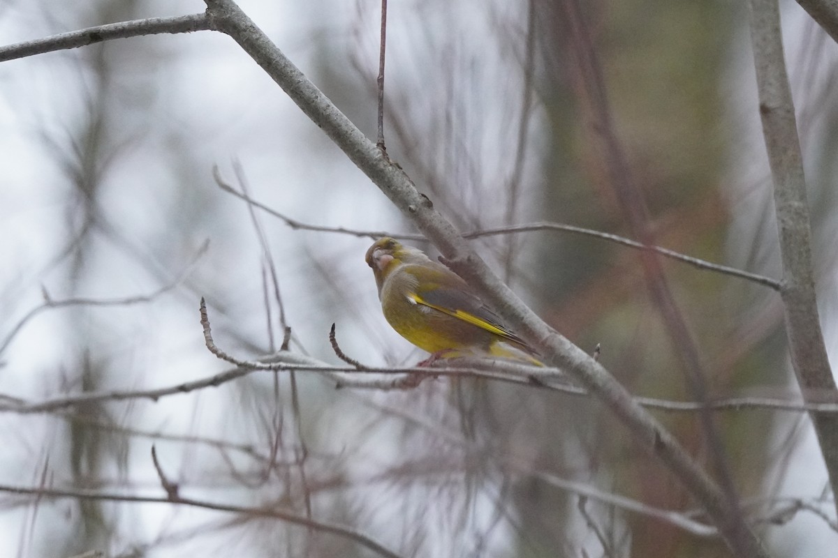 European Greenfinch - ML646357052
