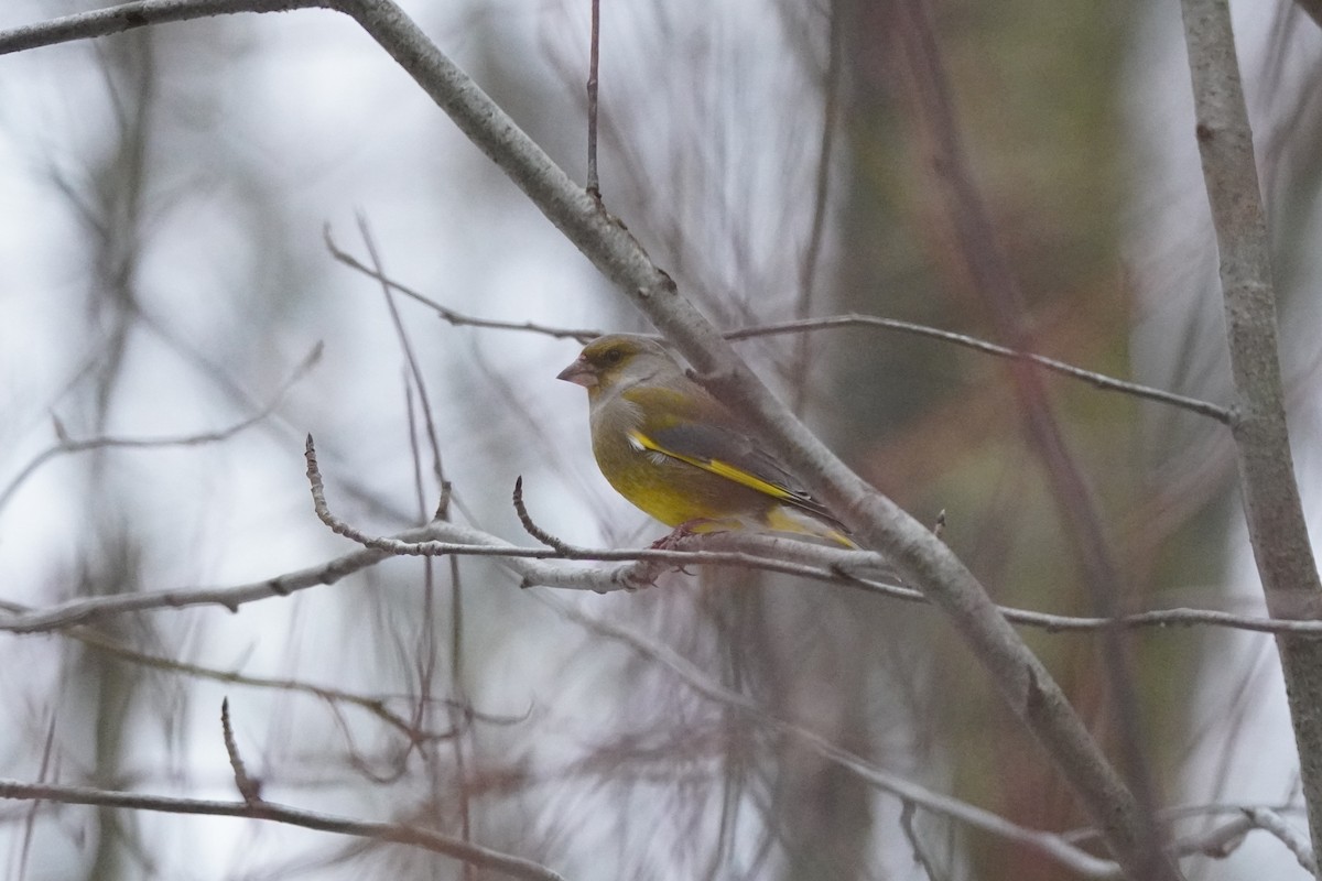 European Greenfinch - ML646357053