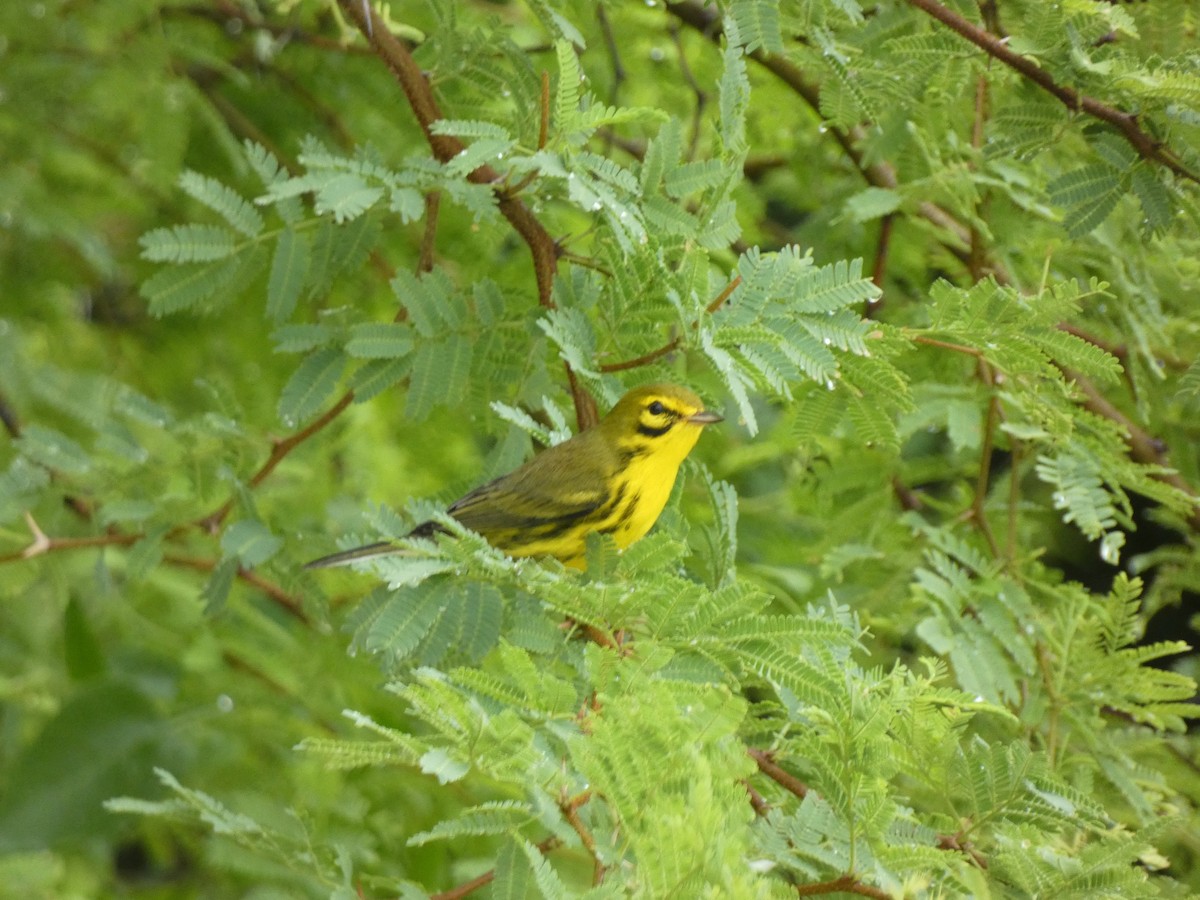 Prairie Warbler - ML646357054