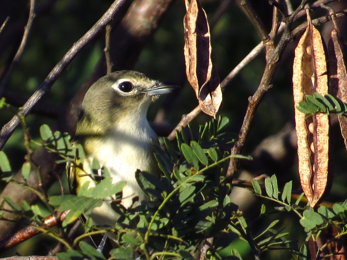 Blue-headed Vireo - ML646357057
