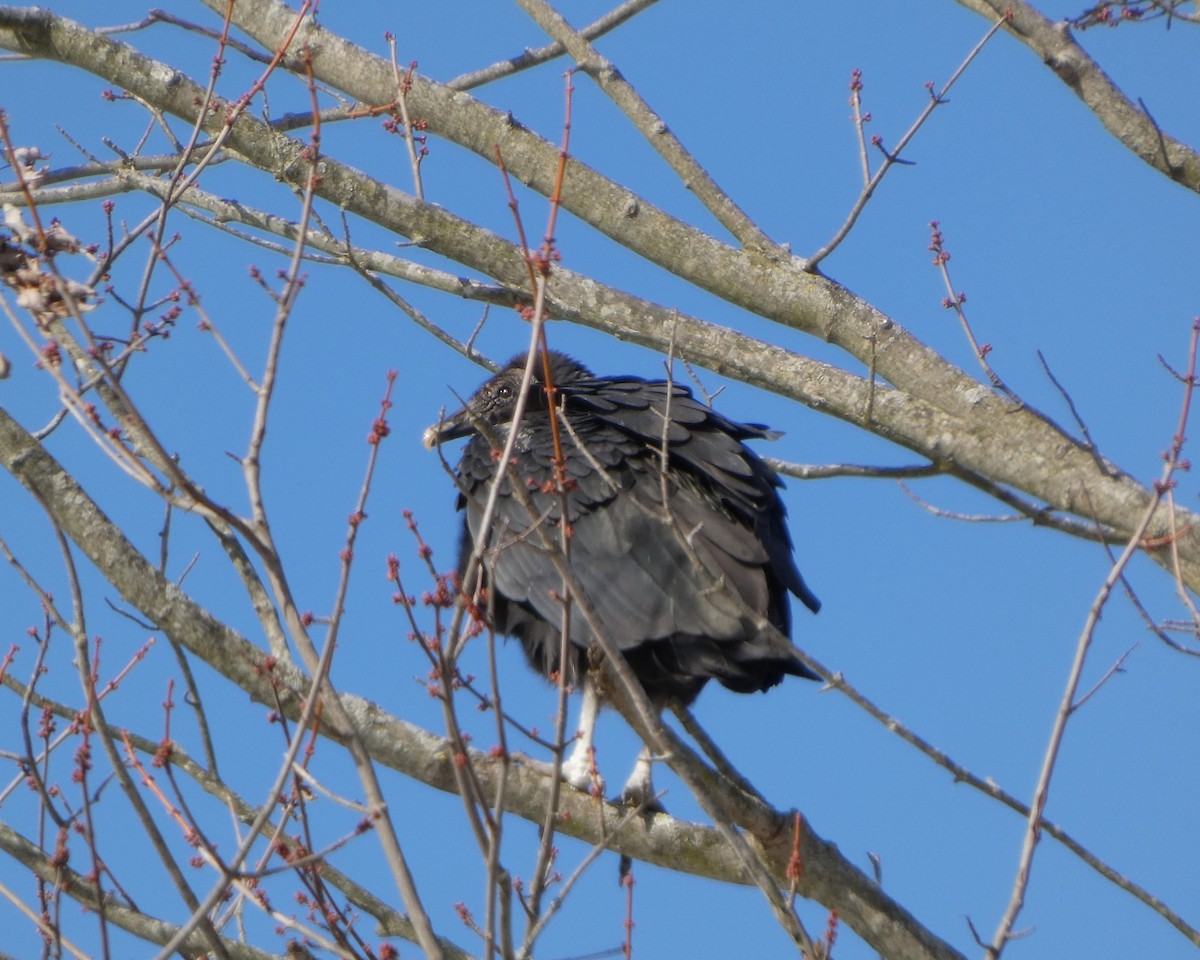 Black Vulture - ML646357058