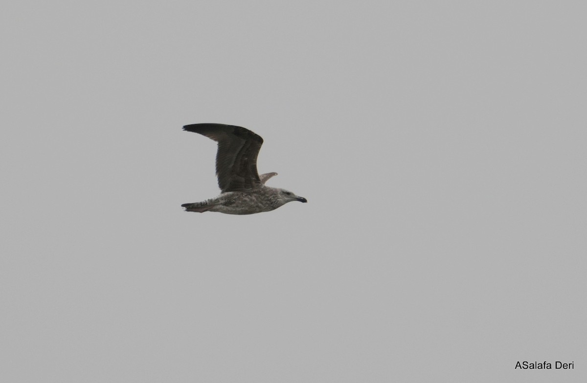 Kelp Gull (vetula) - ML646357059