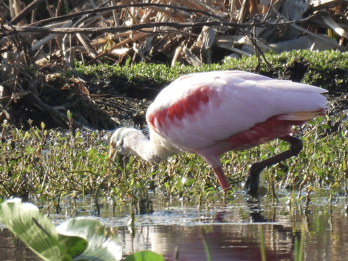 Espátula Rosada - ML646357060
