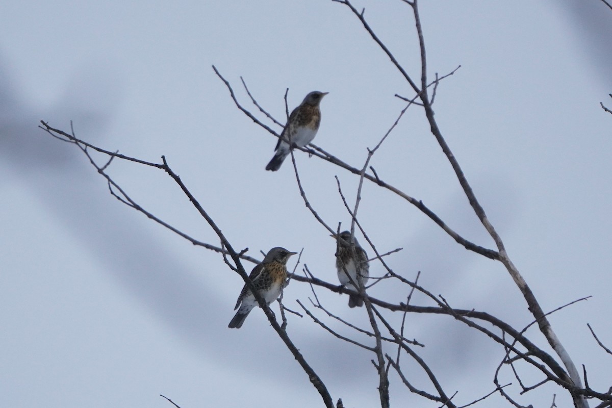 Fieldfare - ML646357064