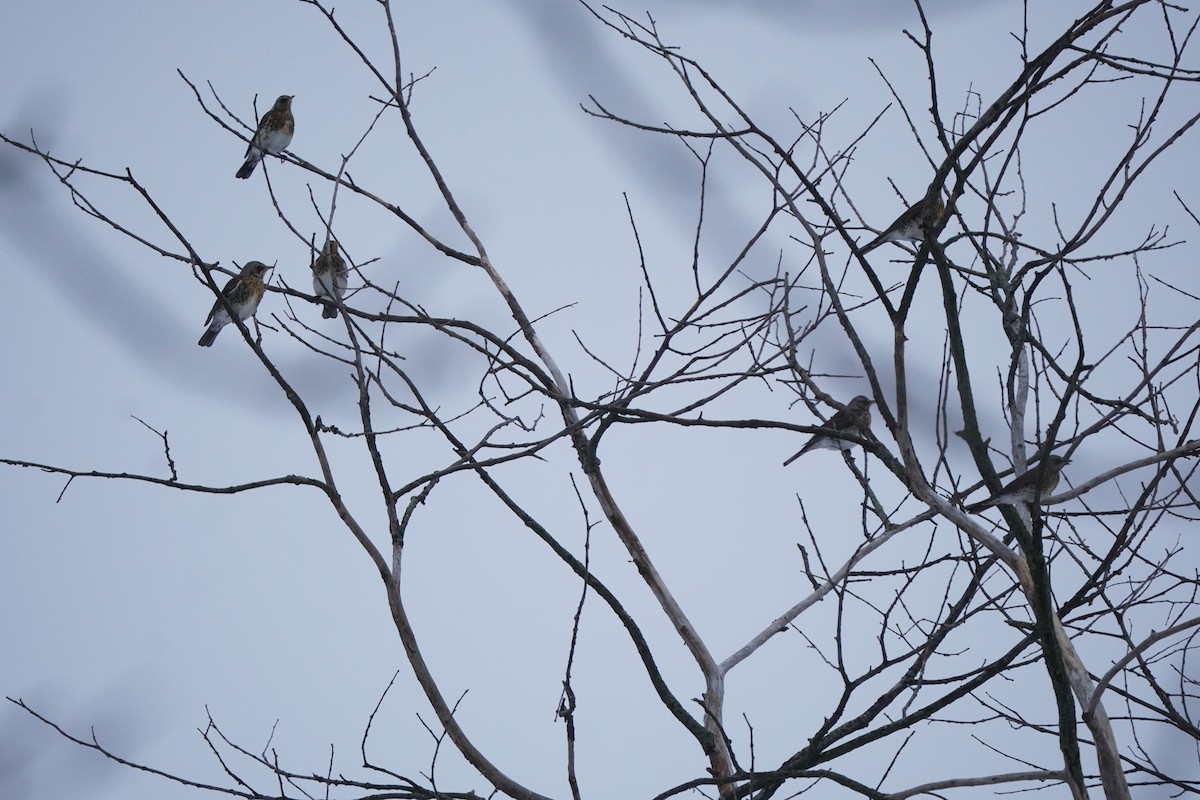 Fieldfare - ML646357067