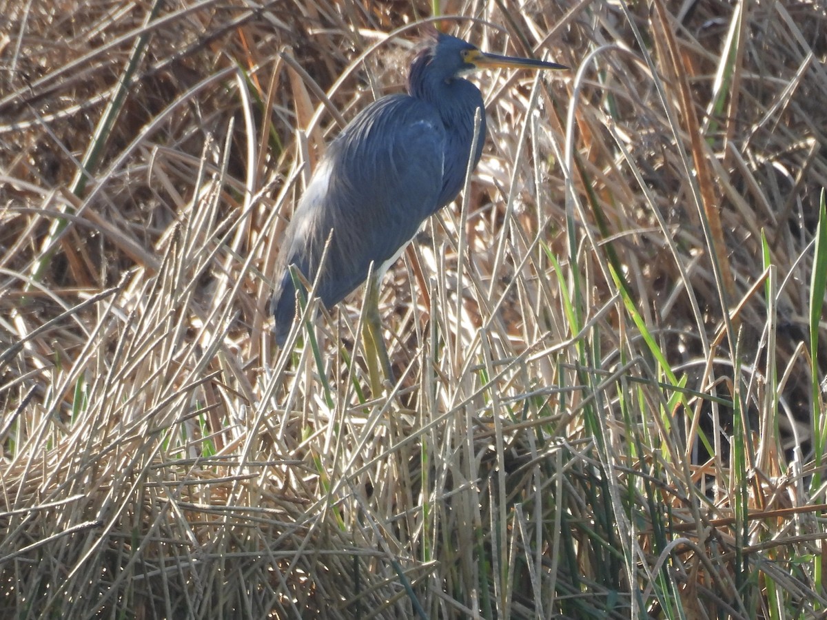Tricolored Heron - ML646357068