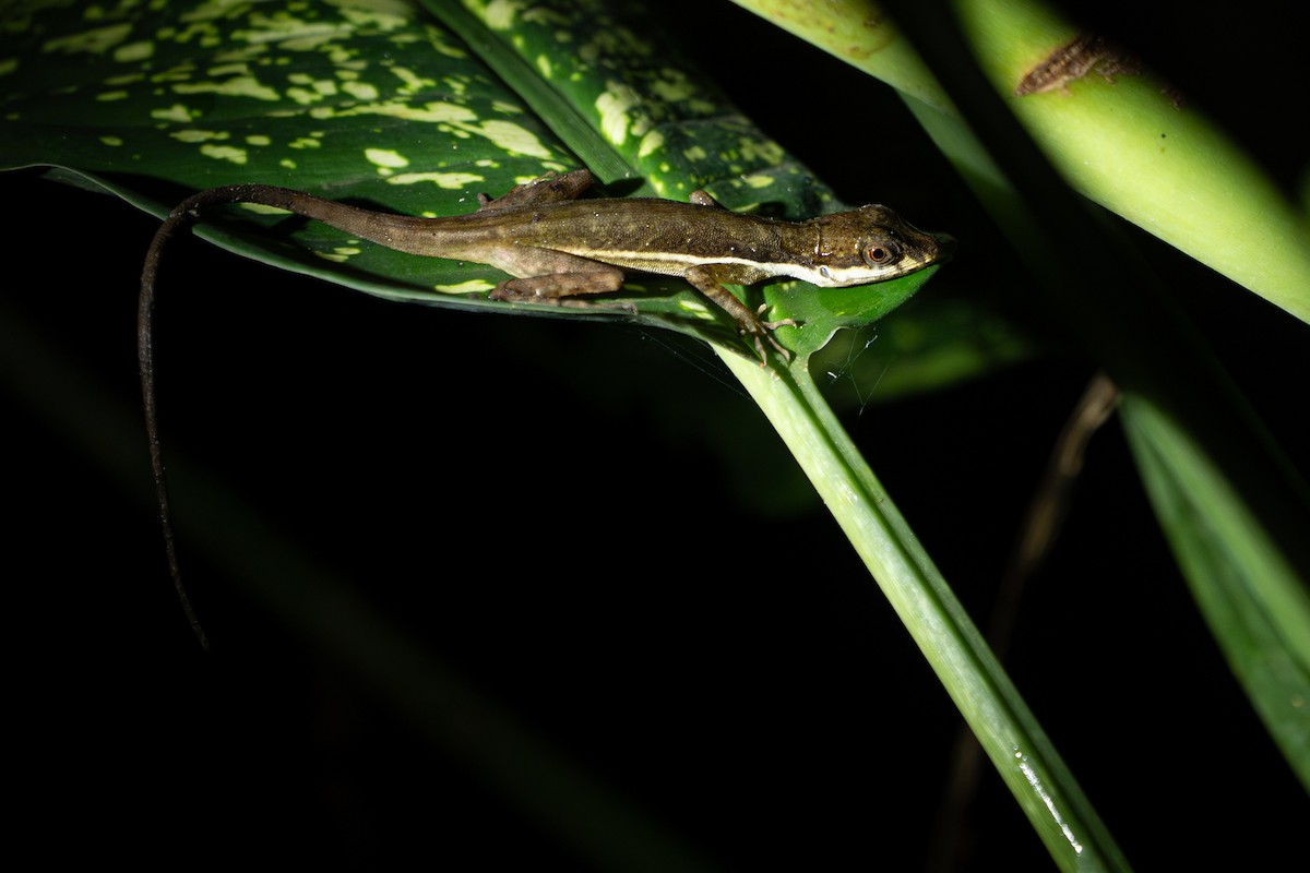 Animals - ML646357069