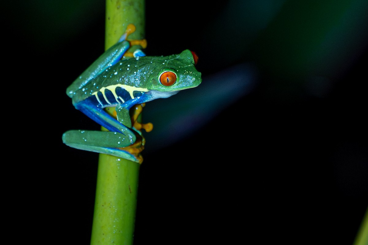 Animals - ML646357070