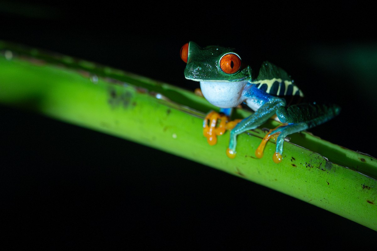 Animals - ML646357071