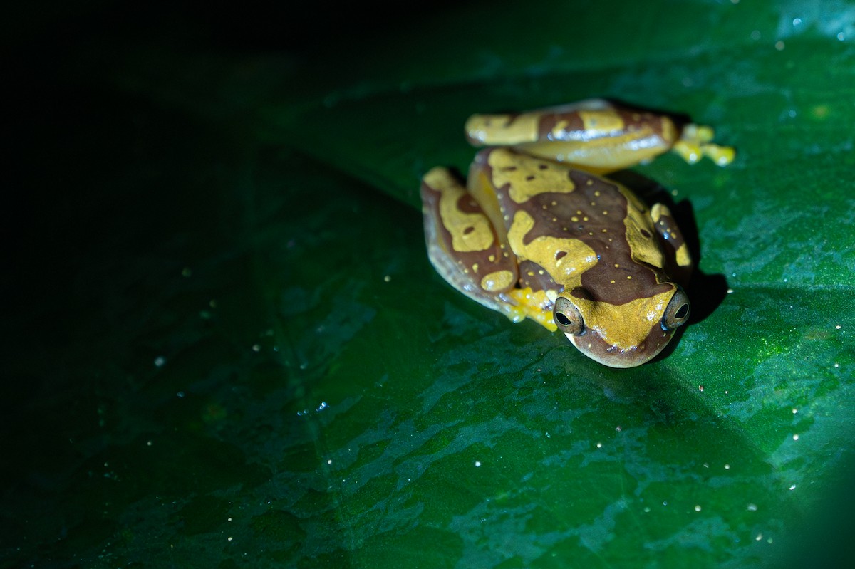 Animals - ML646357072