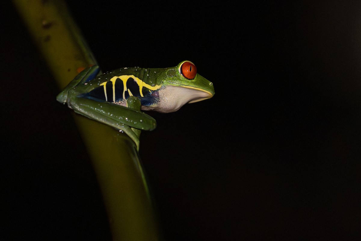 Animals - ML646357073