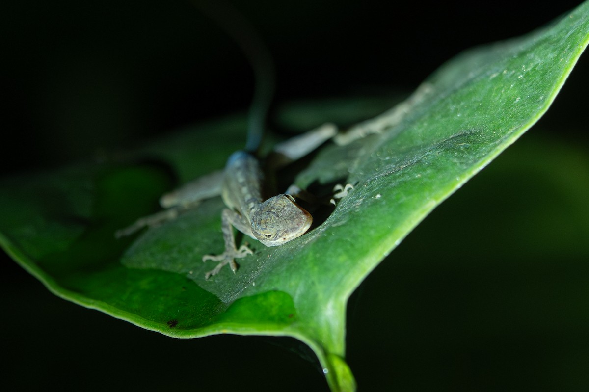 Animals - ML646357074